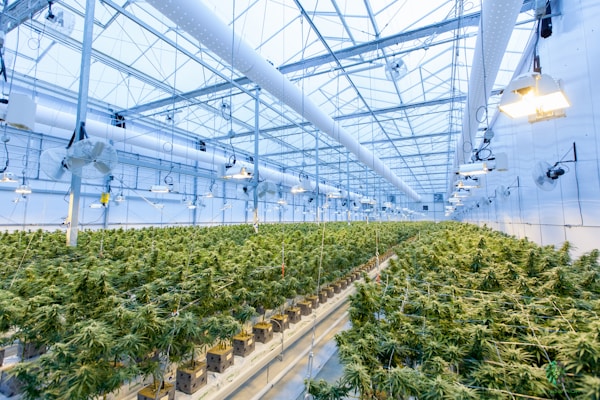 Different Product Container Solutions for Your Cannabis Business 1 img