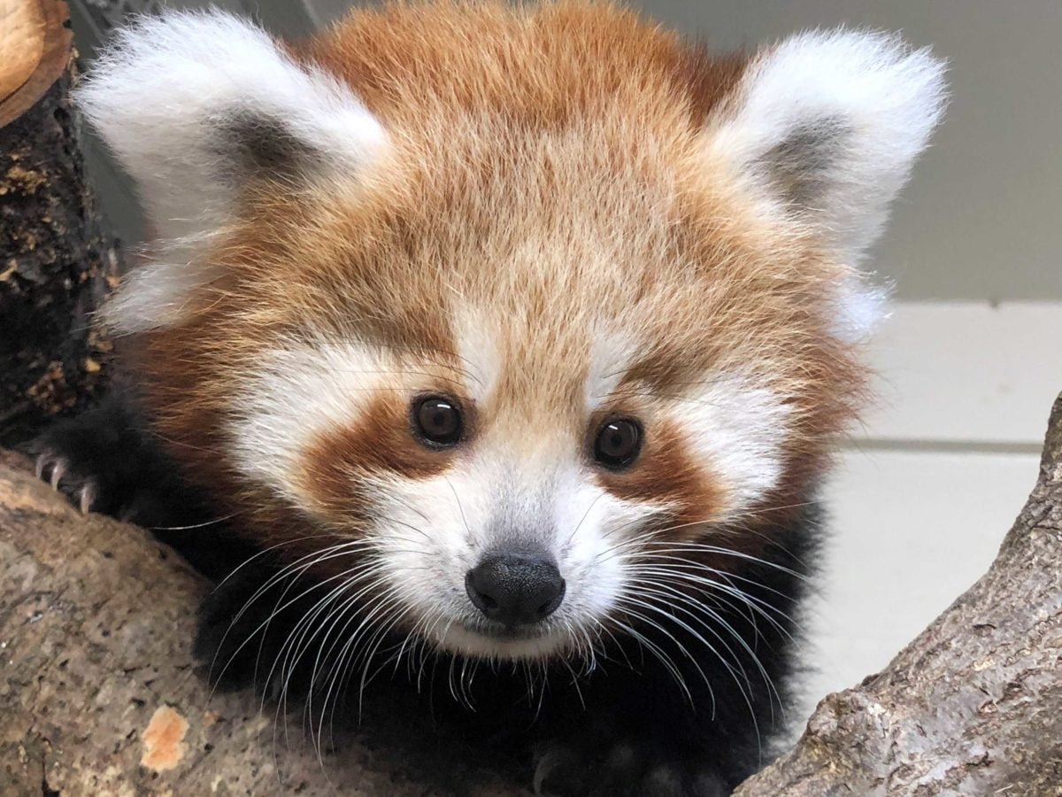 red panda teddies